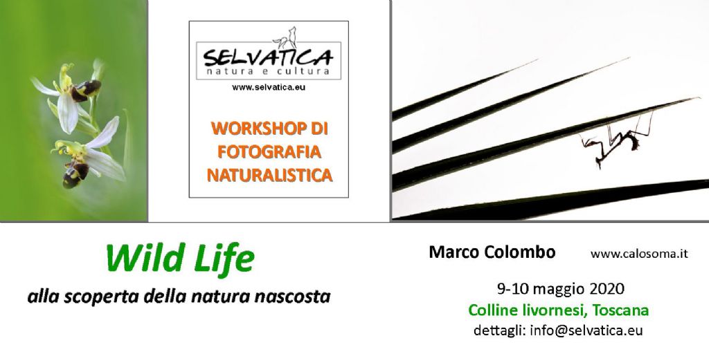 Workshop di fotografia macro nelle colline livornesi